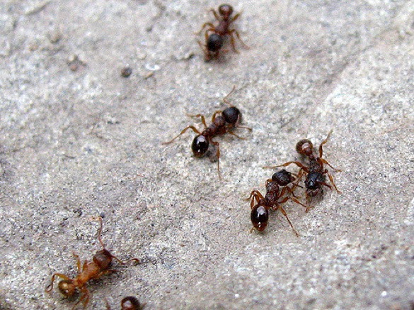Smaller ants